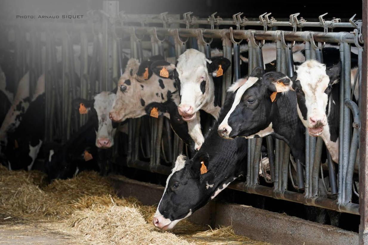 Gite Familial Ferme Des Aujes Falaen オナイユ エクステリア 写真
